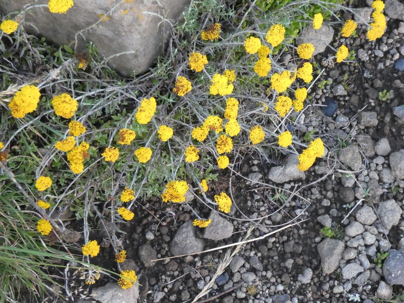 Helichrysum nanum