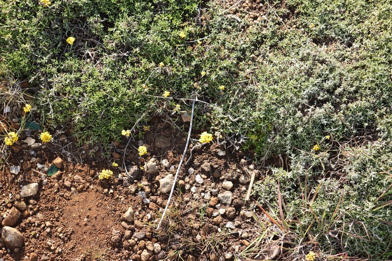Helichrysum nanum photo 2