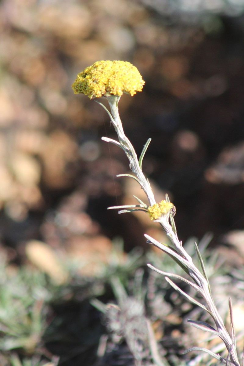 Helichrysum nanum photo 3