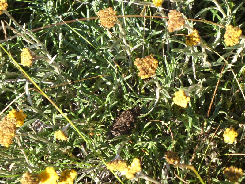 Helichrysum nanum photo 4