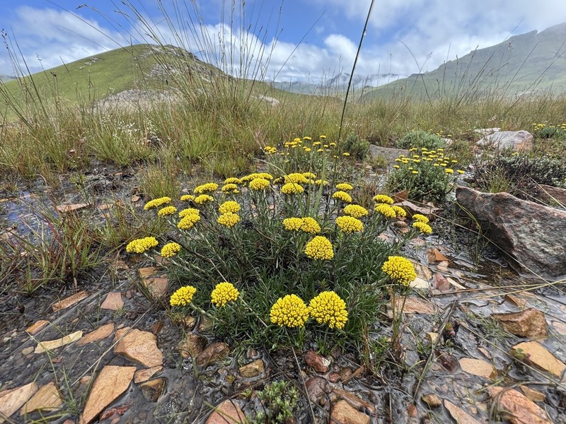 Helichrysum nanum photo 5