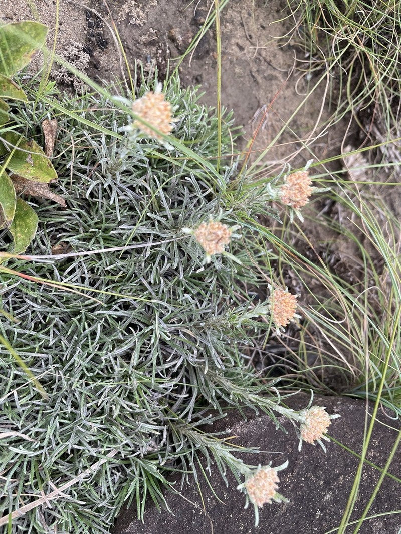 Helichrysum nanum photo 6