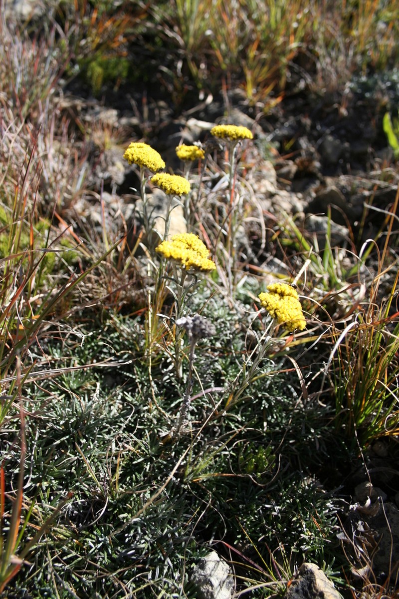 Helichrysum nanum photo 7