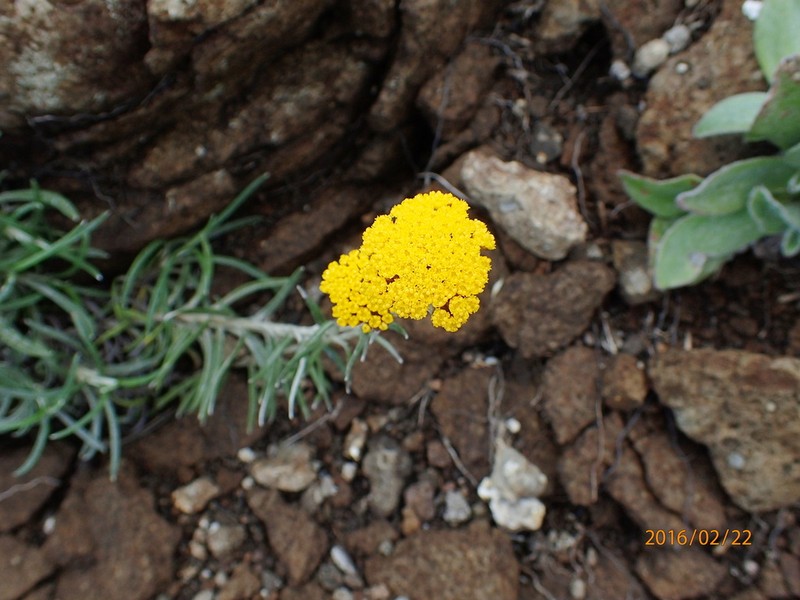 Helichrysum nanum photo 8