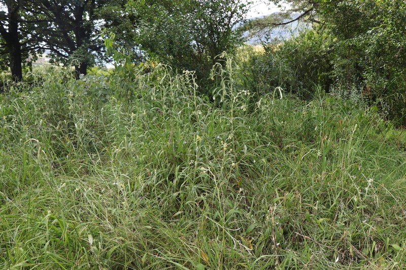 Helichrysum natalitium