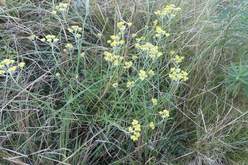 Helichrysum natalitium photo 2