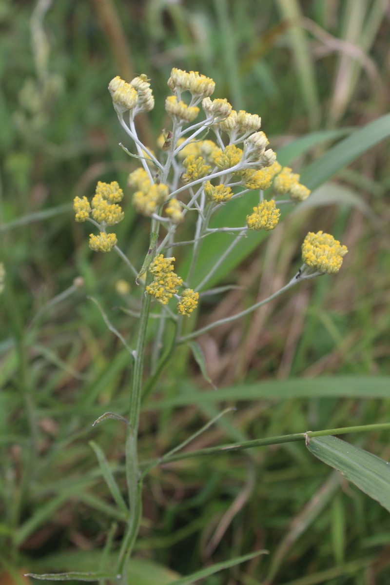 Helichrysum natalitium photo 3