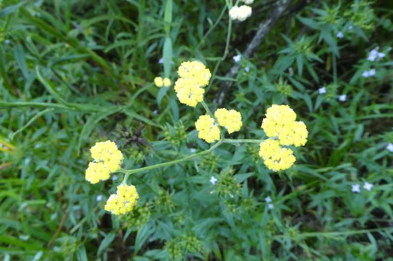 Helichrysum natalitium photo 4