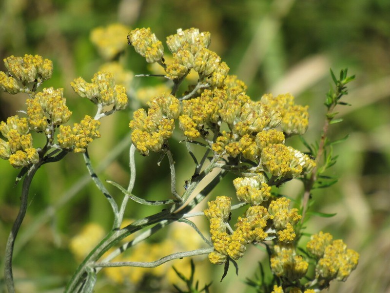 Helichrysum natalitium photo 5