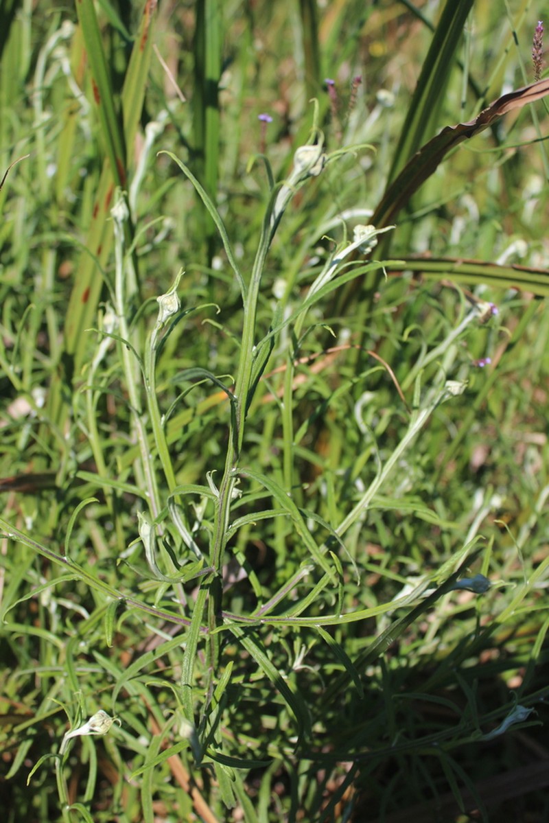 Helichrysum natalitium photo 6