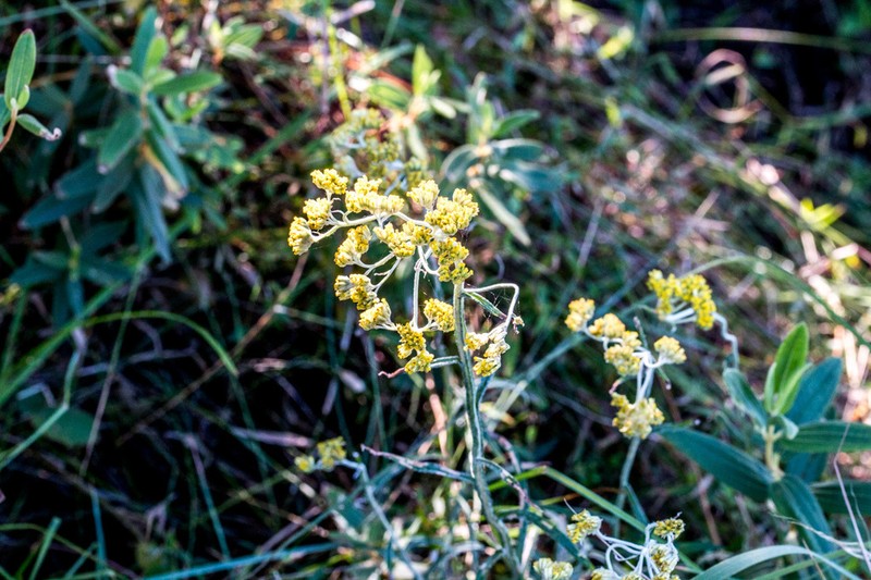 Helichrysum natalitium photo 7