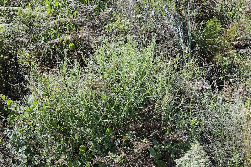 Helichrysum natalitium photo 8