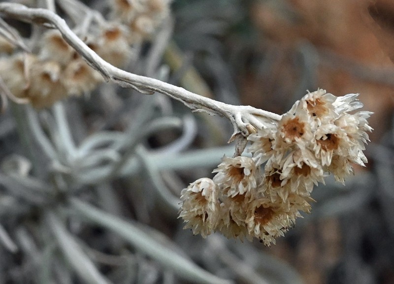 Helichrysum nebrodense