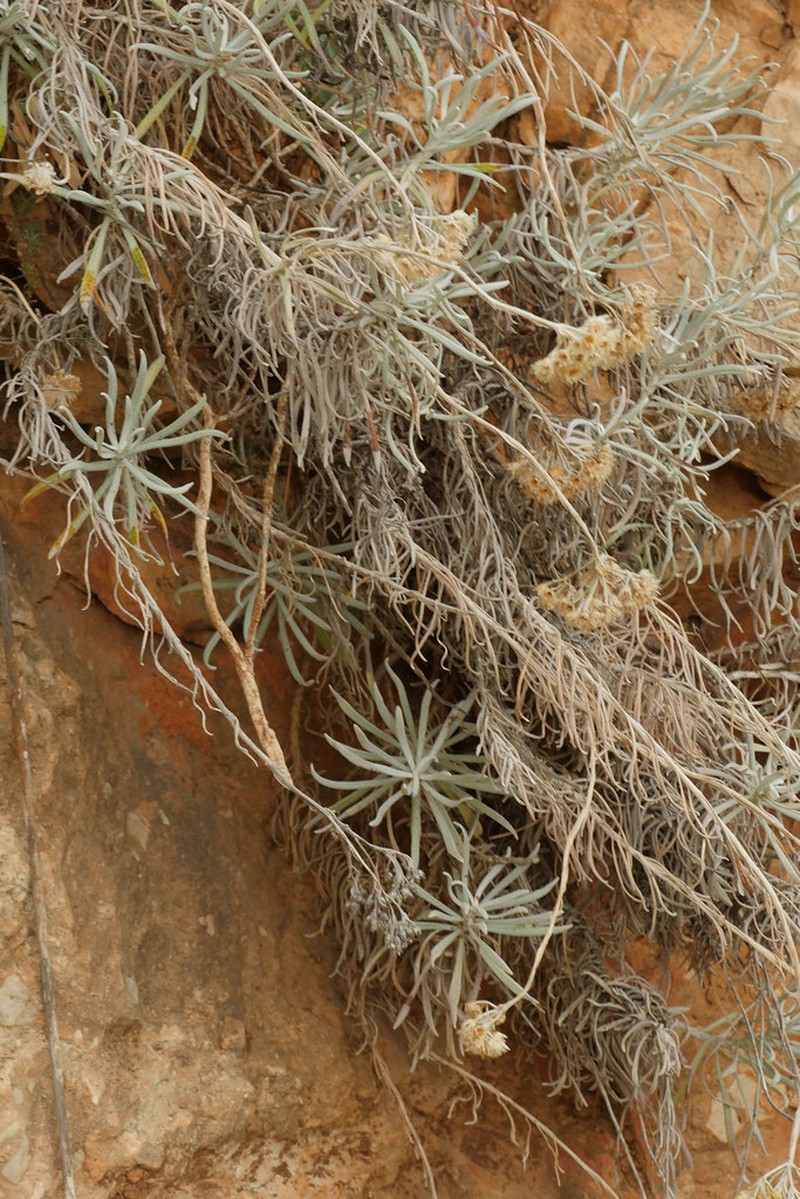 Helichrysum nebrodense photo 2