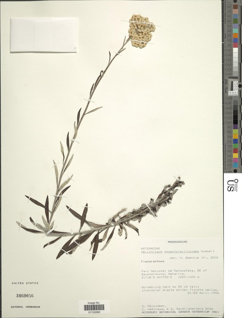 Helichrysum neoachyroclinoides