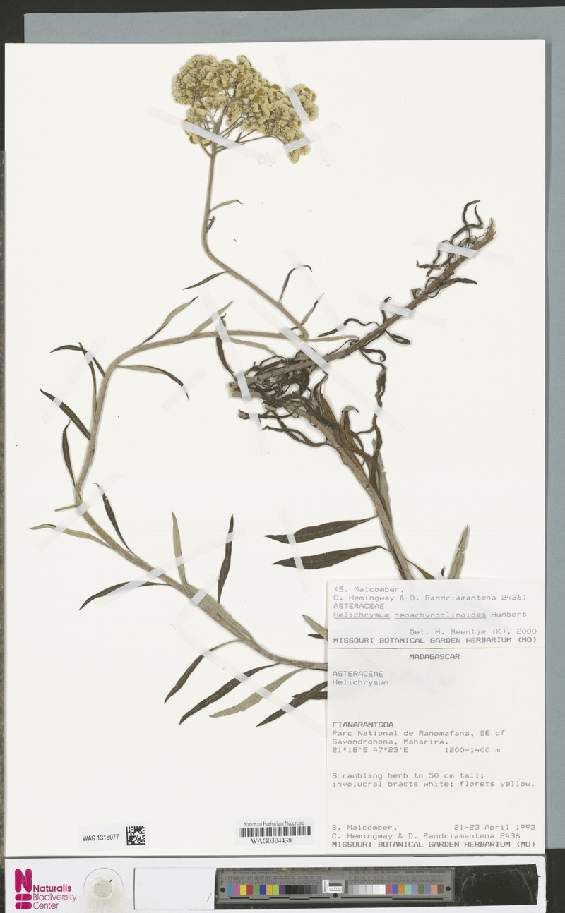 Helichrysum neoachyroclinoides photo 2