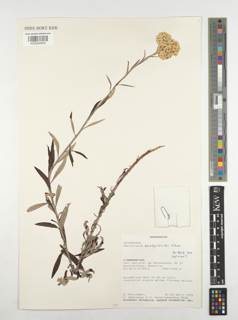 Helichrysum neoachyroclinoides photo 3