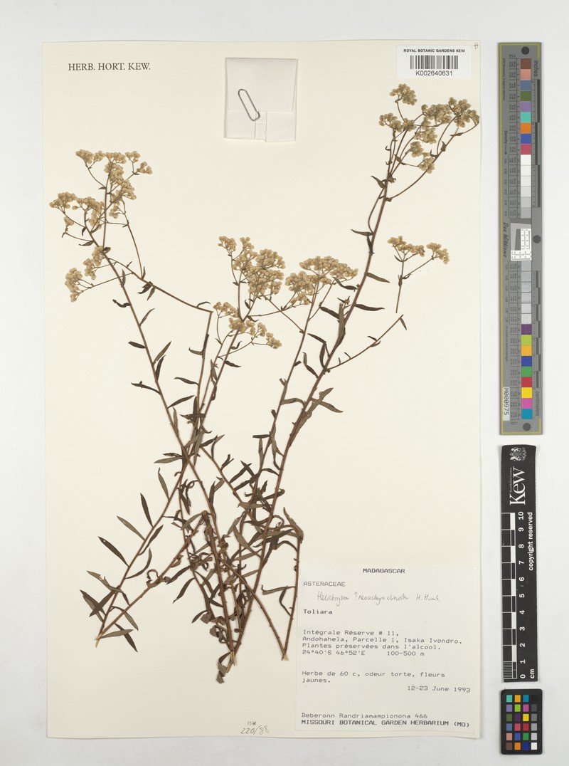 Helichrysum neoachyroclinoides var. neoachyroclinoides photo 2