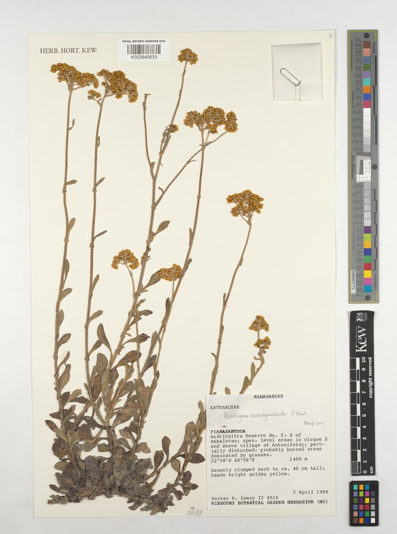 Helichrysum neoachyroclinoides var. neoachyroclinoides photo 3