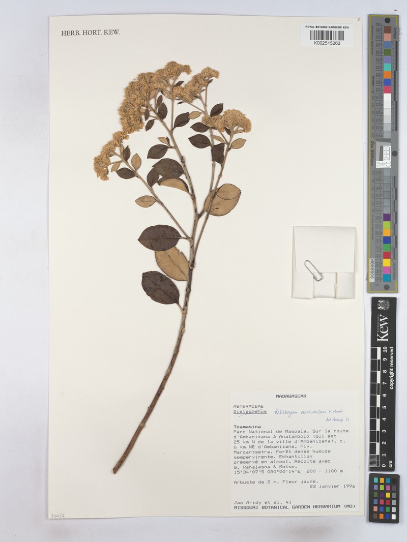 Helichrysum nervicinctum