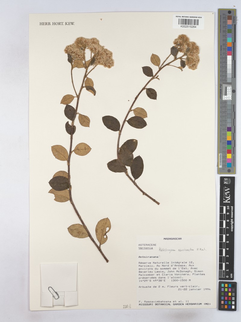 Helichrysum nervicinctum photo 2