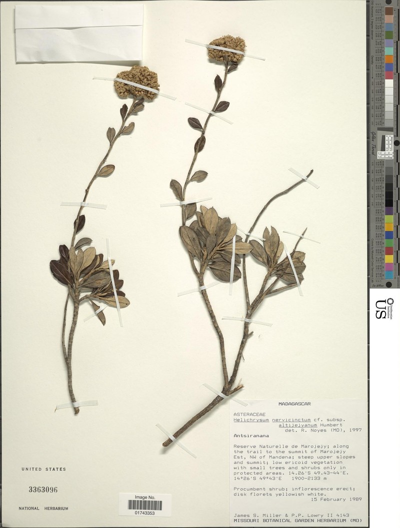 Helichrysum nervicinctum photo 3