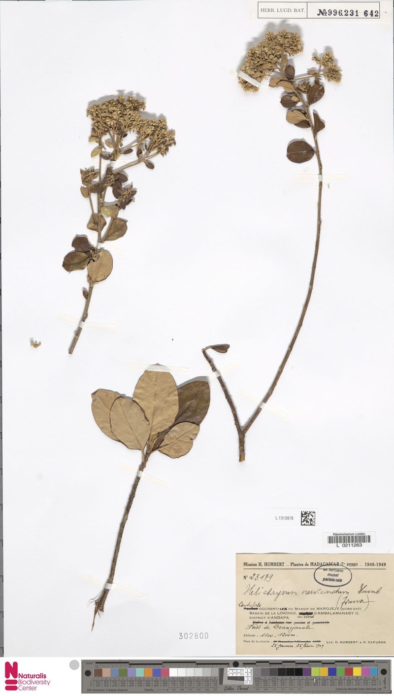 Helichrysum nervicinctum photo 4