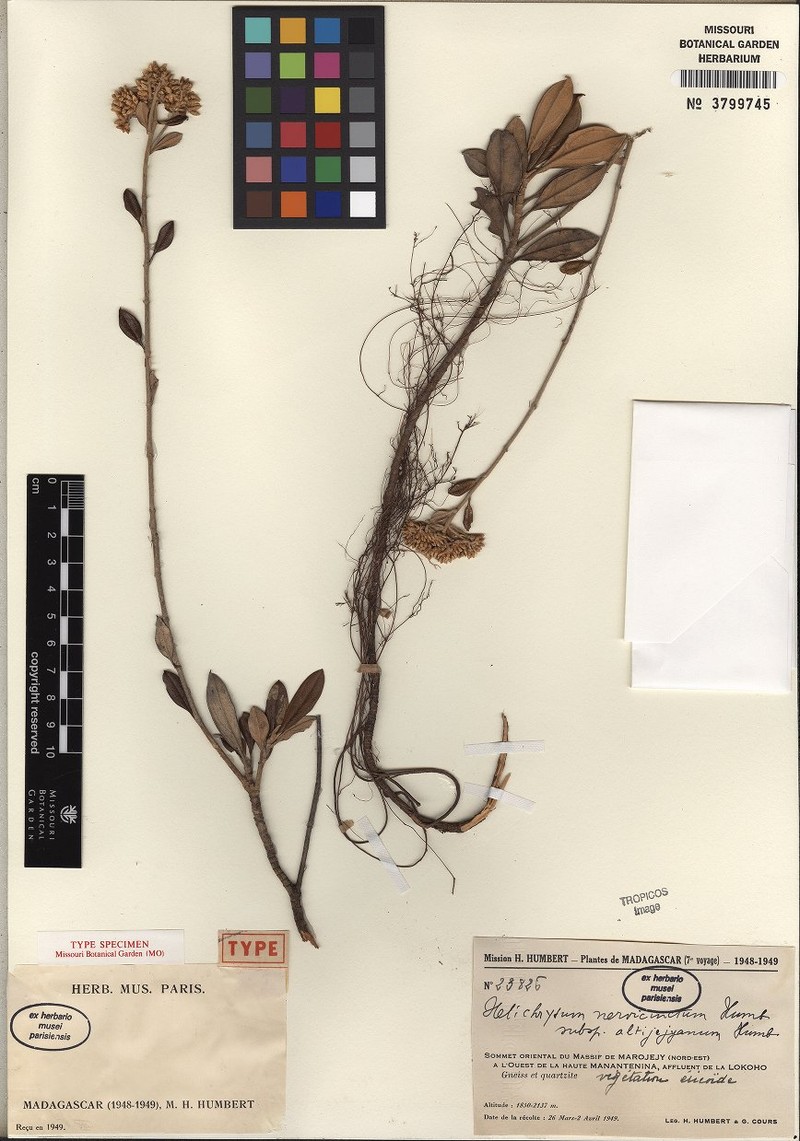 Helichrysum nervicinctum subsp. altijejyanum