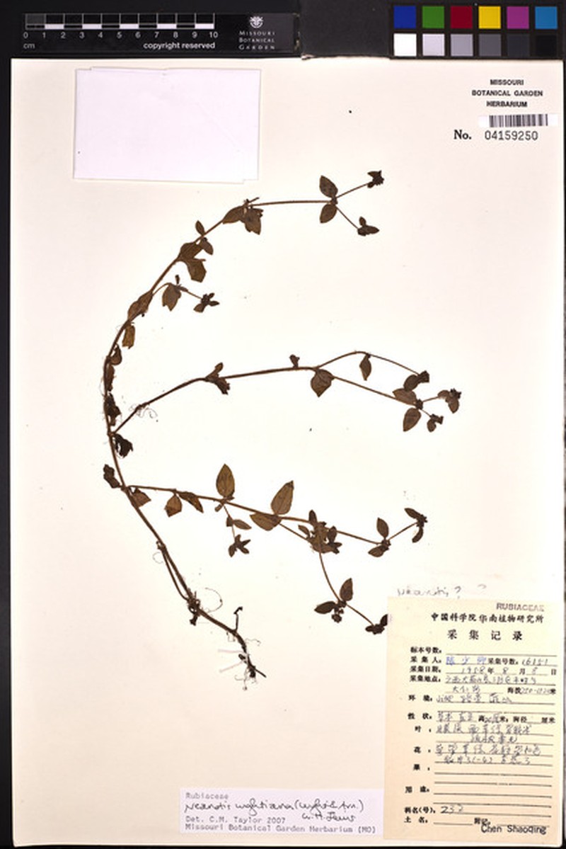 Helichrysum nervicinctum subsp. megistocephalum