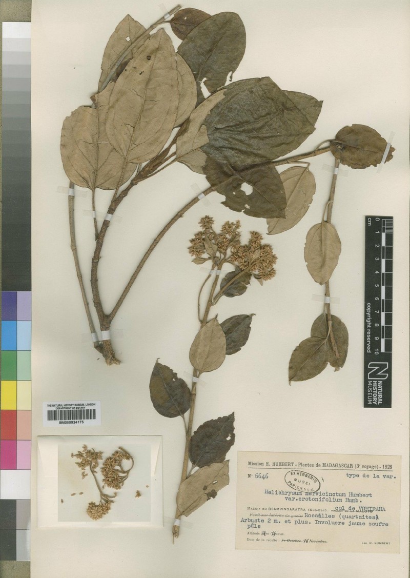 Helichrysum nervicinctum var. crotonifolium