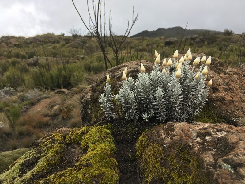 Helichrysum newii