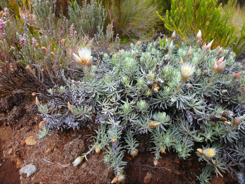 Helichrysum newii photo 2