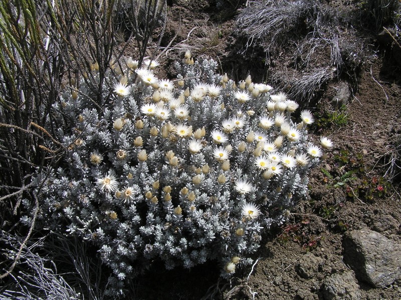 Helichrysum newii photo 3
