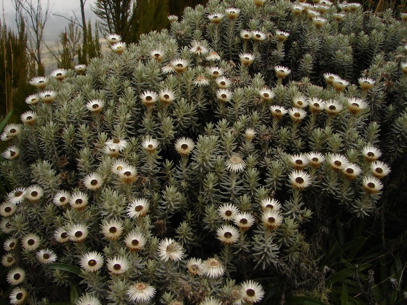 Helichrysum newii photo 4