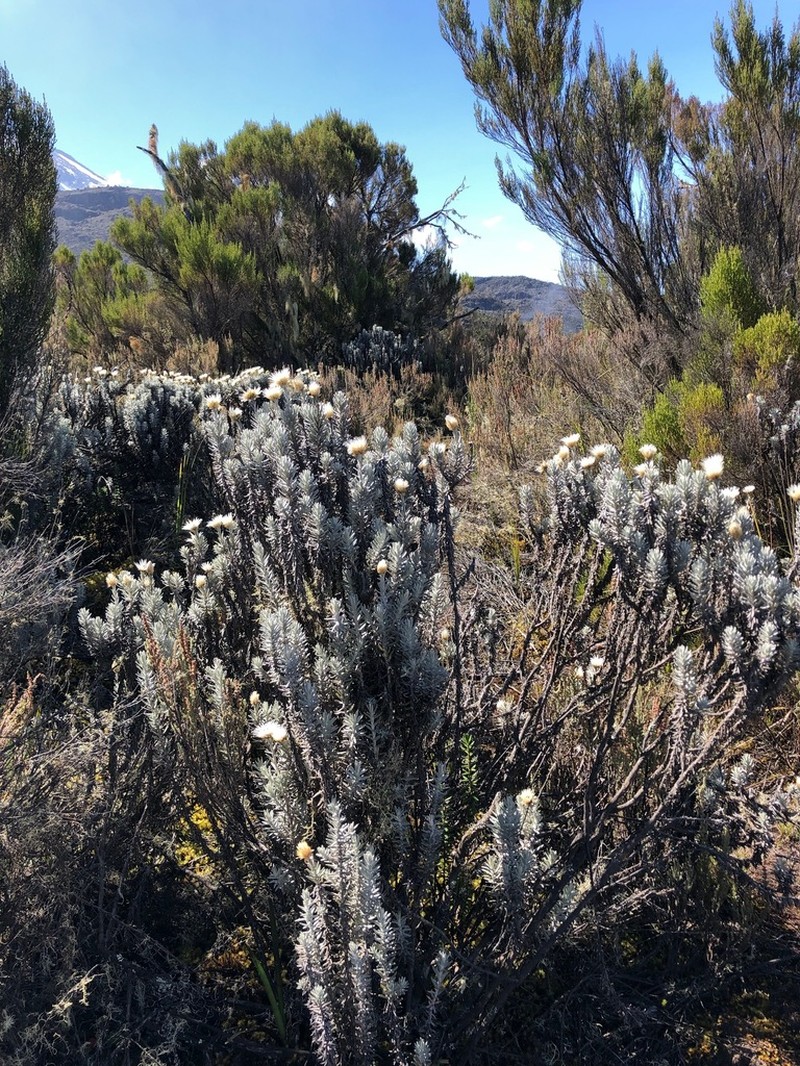 Helichrysum newii photo 5