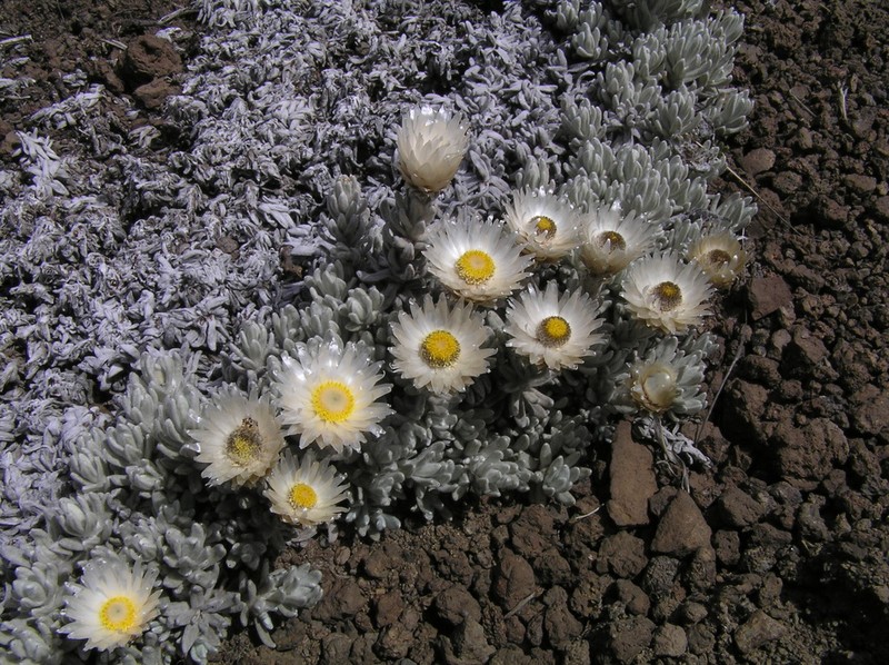 Helichrysum newii photo 7