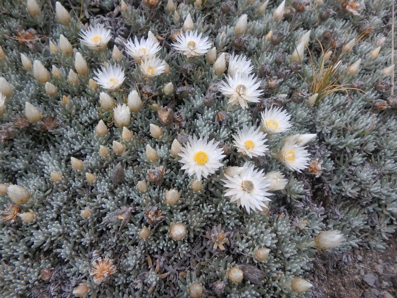 Helichrysum newii photo 8