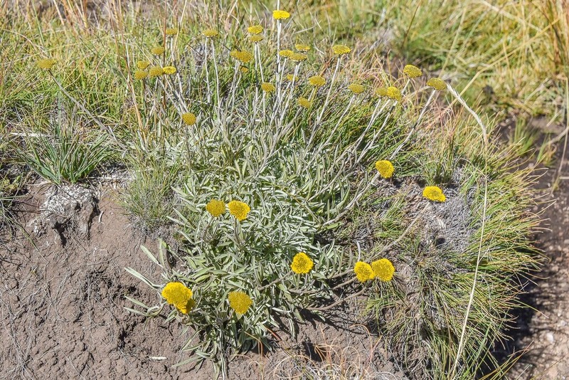 Helichrysum nimbicola