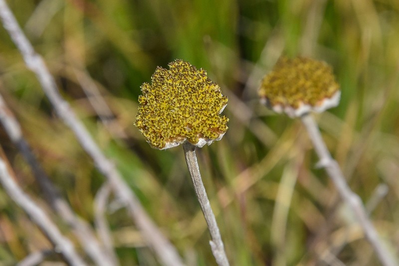 Helichrysum nimbicola photo 2