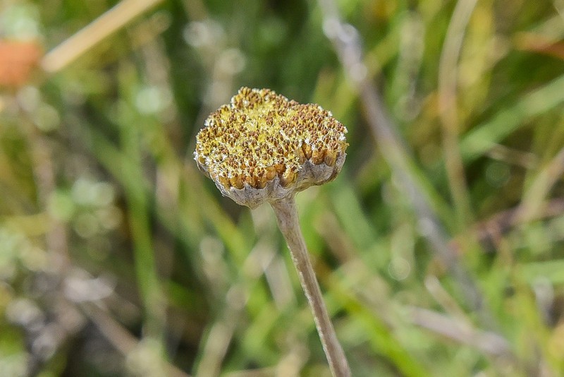 Helichrysum nimbicola photo 3