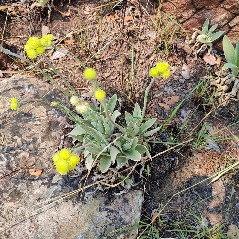 Helichrysum nitens