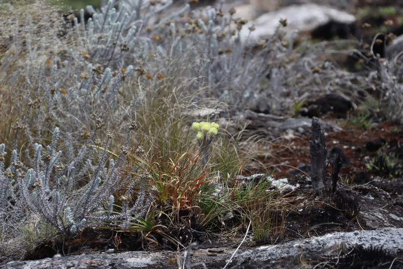 Helichrysum nitens photo 2