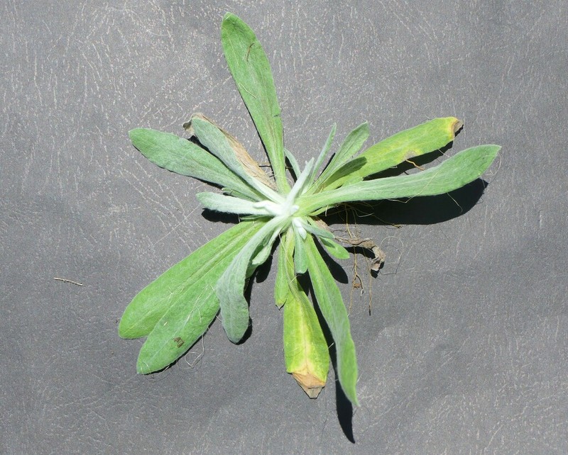 Helichrysum nitens photo 3