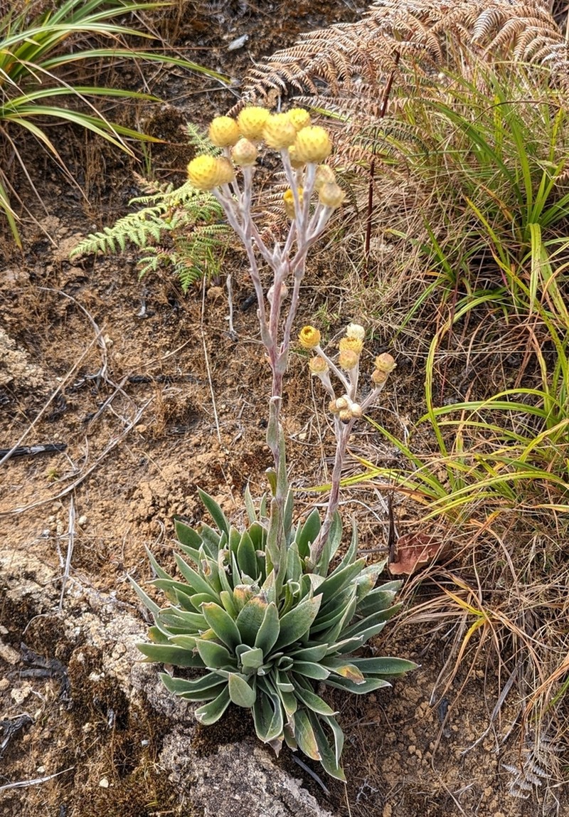 Helichrysum nitens photo 4
