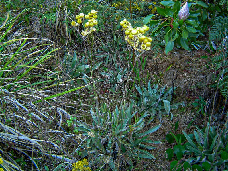 Helichrysum nitens photo 5