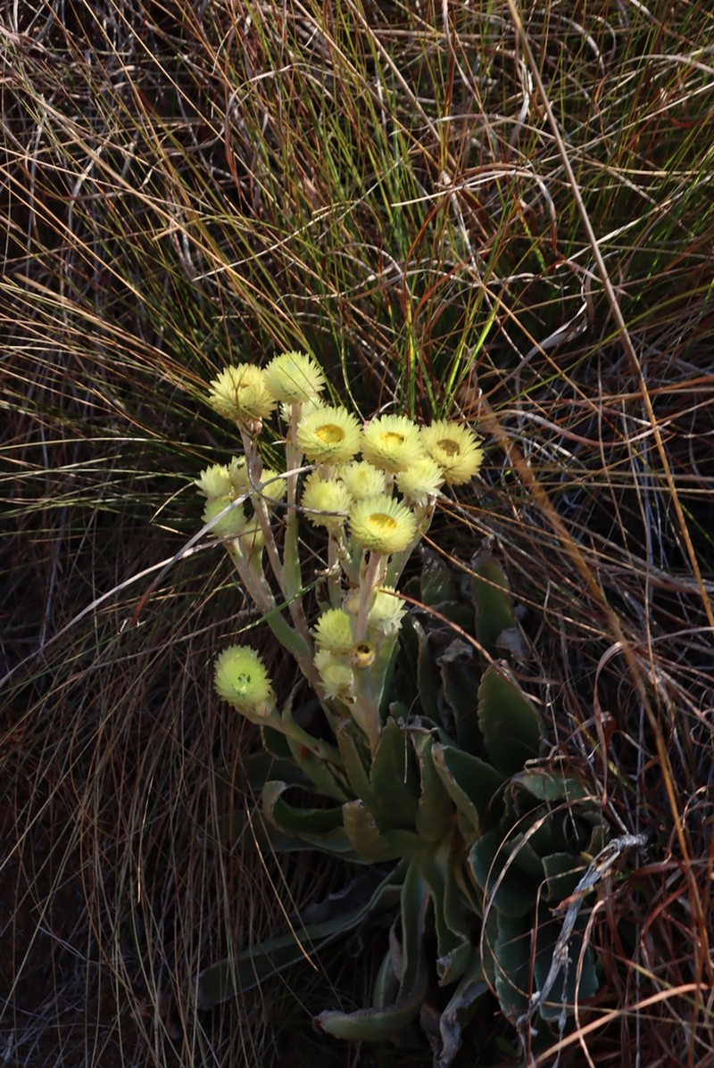 Helichrysum nitens photo 6