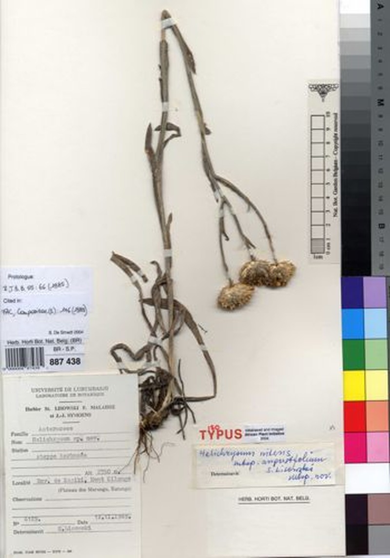 Helichrysum nitens subsp. angustifolium