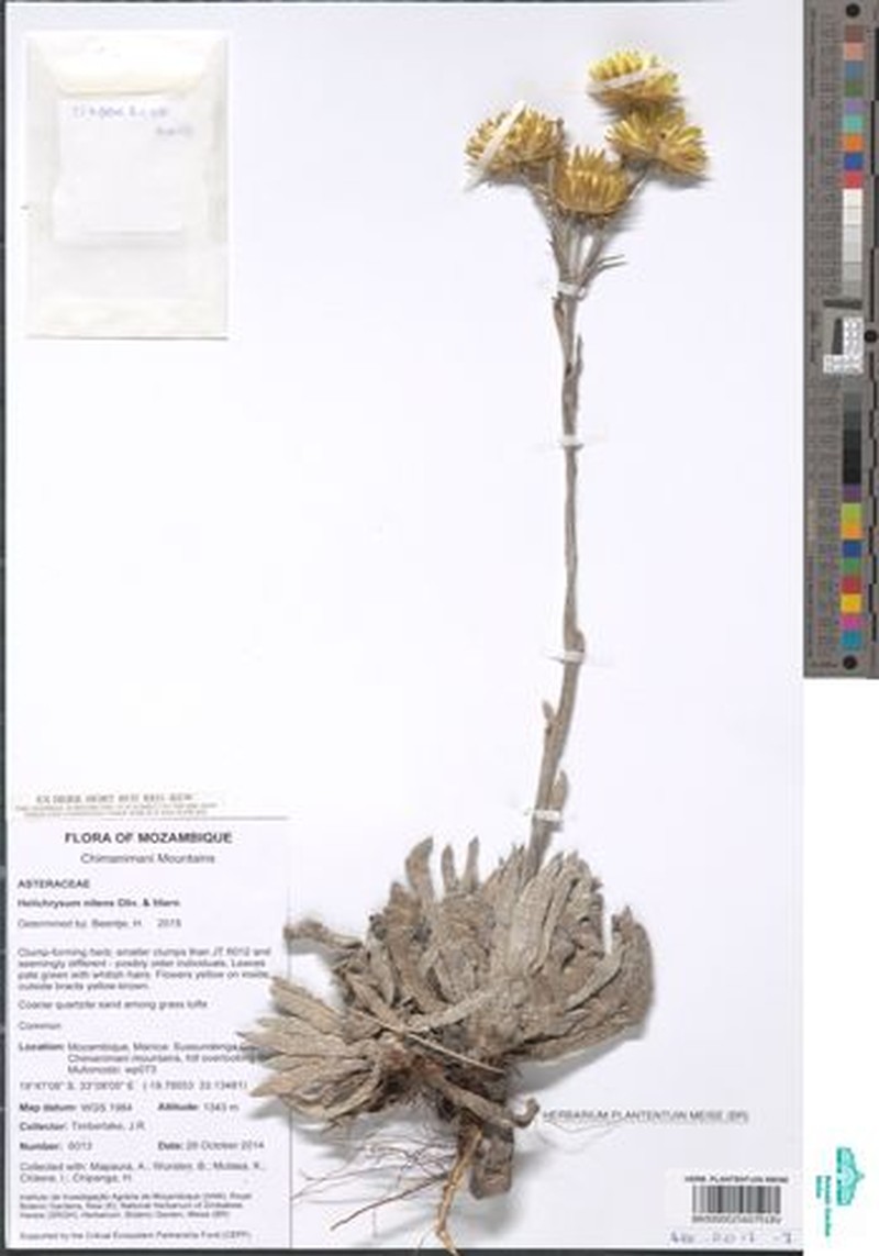 Helichrysum nitens subsp. nitens