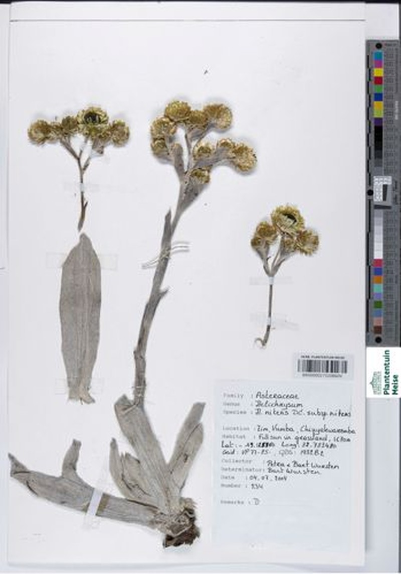 Helichrysum nitens subsp. nitens photo 2