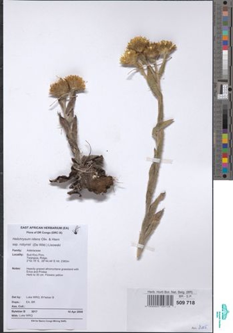 Helichrysum nitens subsp. robynsii photo 2